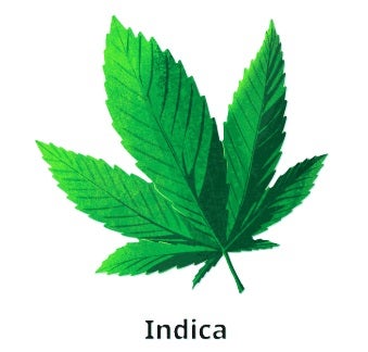 The Benefits and Uses of Edible CBD Gummies for Pain, Anxiety, and Inflammation cJEpg